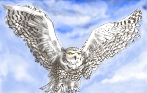 フクロウ - まにー 