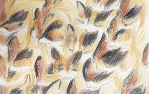 三毛いっぱい - 小萩