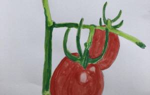 ミニトマト - GENTIL