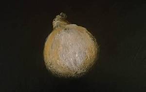 玉ねぎ、命の味、尊い(料理を食べる事、はあらゆる命で出来ています)それと科学!命を人間の技術で救いましょう - 真鍋哲地