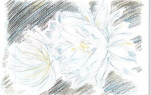 月下美人 - 雪柳