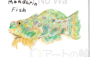 マンダリンフィッシュ - 雪柳 