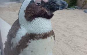 大きくなれよ - あおい