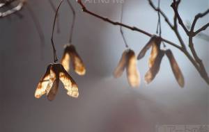 紅葉の種 - おくや　まさき 