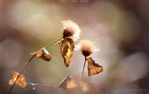 コウヤボウキの綿毛 - おくや まさき