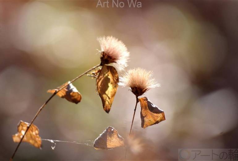 コウヤボウキの綿毛