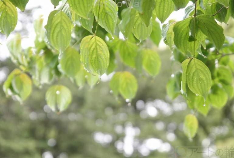 雨の中のハナミズキ