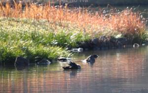 冬の日差し - おくや　まさき 