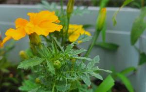 ゆったりかん - 林田きよし 