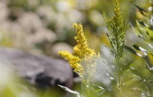 セイタカアワダチソウ - おくや　まさき 