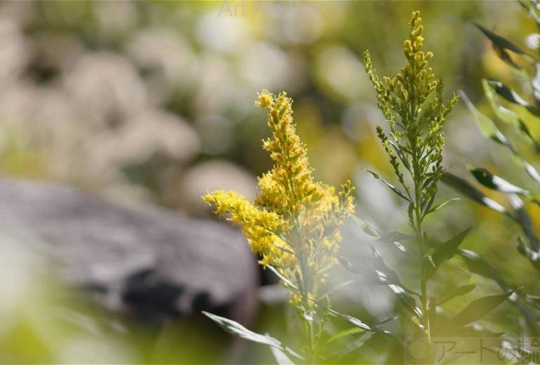 セイタカアワダチソウ