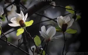 コブシの花 - おくや　まさき 