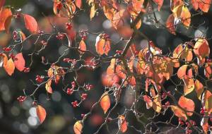秋の花水木 - おくや　まさき 