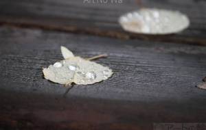 水滴と木の小径 - おくや　まさき 