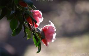 朝陽を浴びる椿 - おくや まさき