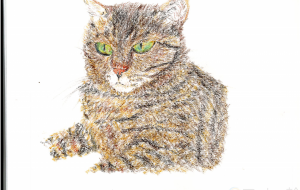 キジトラ - 雪柳 