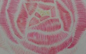 はなやかさなピンク - サオリ 