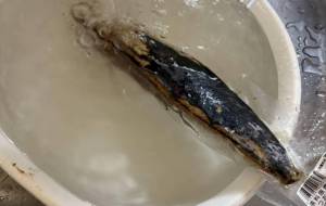 カツオのタタキ - 笹谷正博