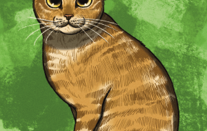 茶トラ猫さん - Yukari 