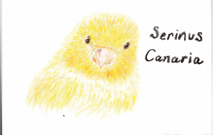 カナリア - 雪柳 