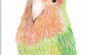 コザクラインコ - 雪柳