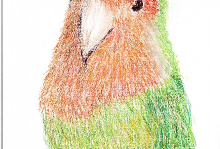 コザクラインコ