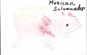 ウーパールーパー - 雪柳 