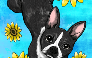 ボストンテリアと向日葵 - Yukari