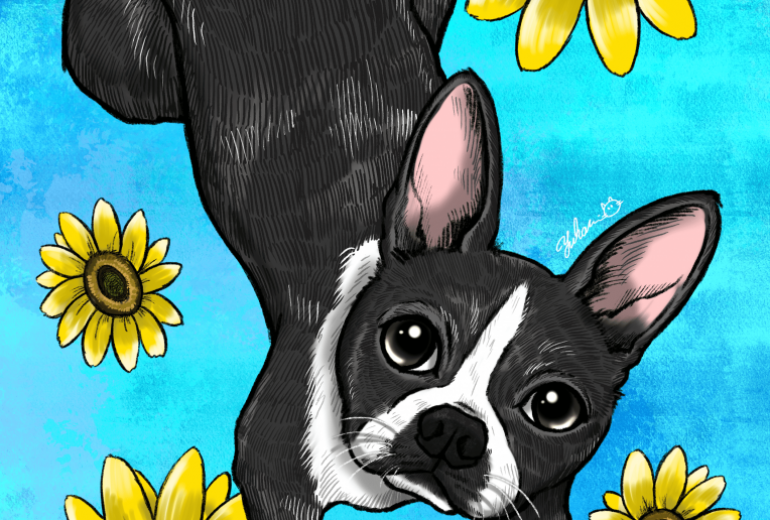 ボストンテリアと向日葵