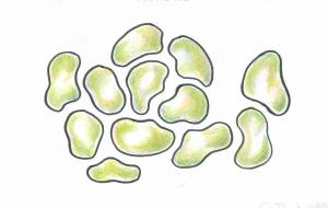 グミ分裂 - 【イベント】可能性アートプロジェクト 2026 