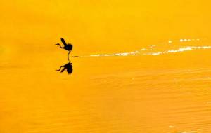 ゴールデンアワー - 篠田光雄 