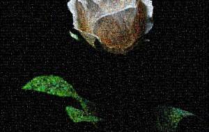 薔薇 - 篠田光雄 