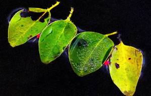 四兄弟 - 篠田光雄 