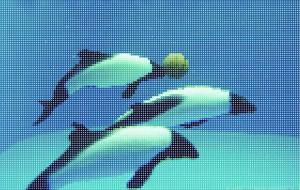 点描13,860個の可能性（イルカの3ON3） - 【イベント】可能性アートプロジェクト 2026 