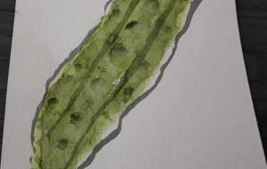 きゅうり - るり 