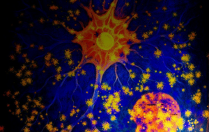 胎光Womblight - 【イベント】可能性アートプロジェクト 2026