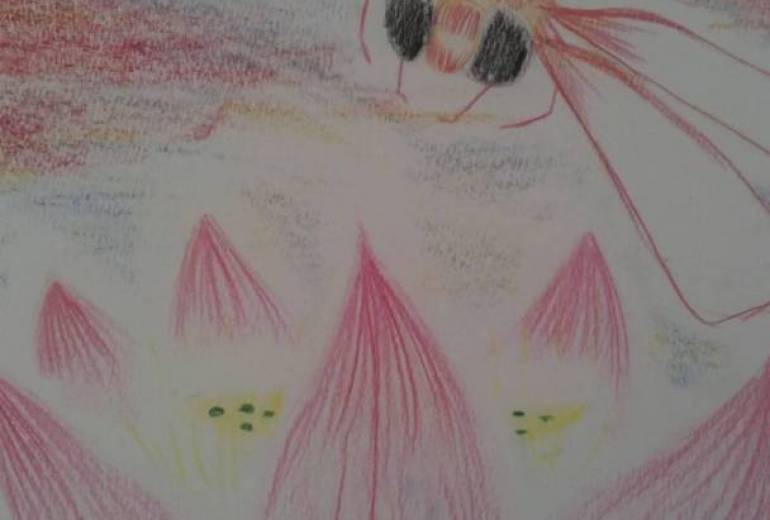 トンボと夕焼け