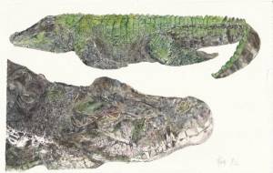 イリエワニ - 桜井忍 