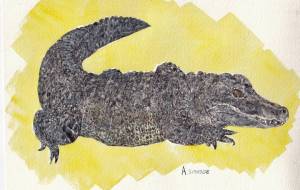 ヨウスコウワニ - 桜井忍 