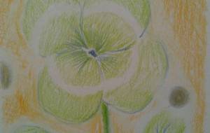 クローバー - サオリ