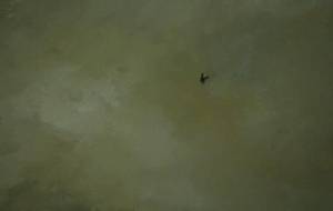 小鳥よ、好きように大空を自由に翔んで、、、もう泣かないで - 真鍋哲地