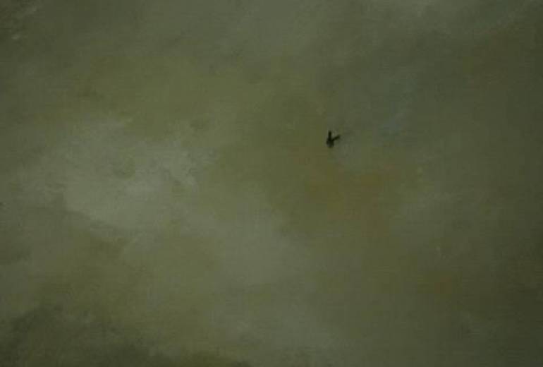 小鳥よ、好きように大空を自由に翔んで、、、もう泣かないで