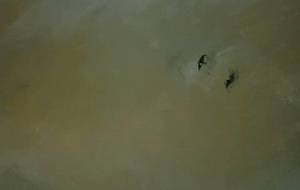 例えば小鳥、認知症の母さんと障がい者の僕、大空へ - 真鍋哲地