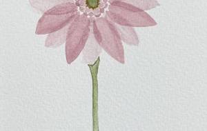 ガーベラ - Subaru 