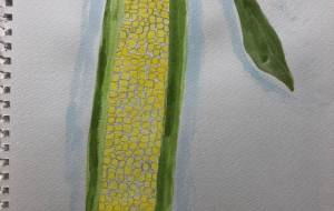 とうもろこし - GENTIL 