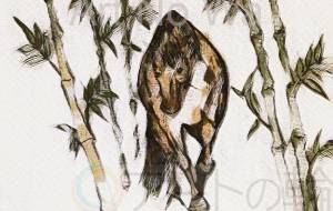 竹藪 - 小林由樹