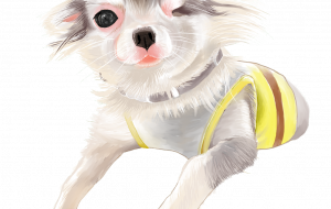 ロングコートチワワ - ゆう 