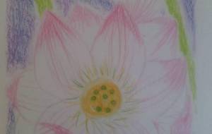 蓮の約束 - サオリ