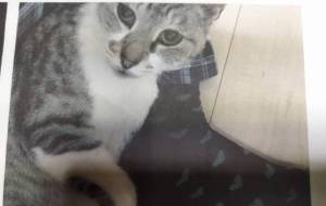 しろちゃんの写真 - ですメタル