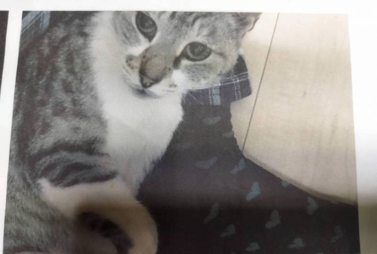 しろちゃんの写真